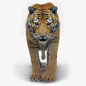 3D Tiger 2 (Fur)